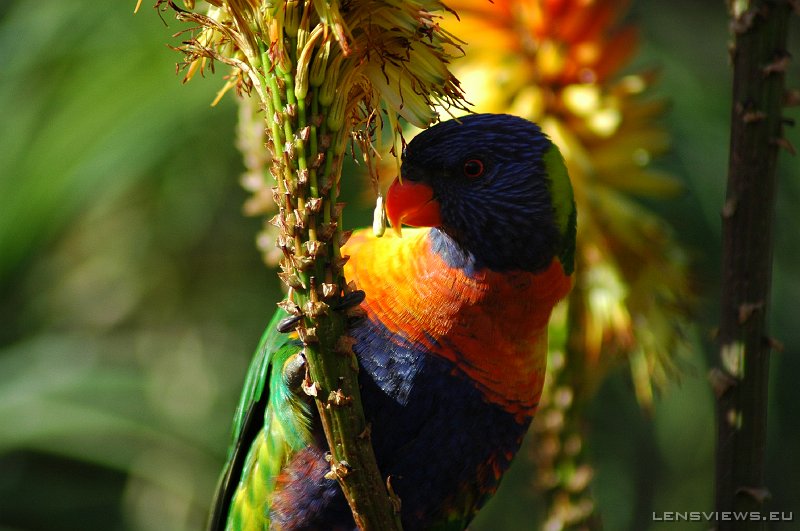 Rainbow Lorikeet 103 